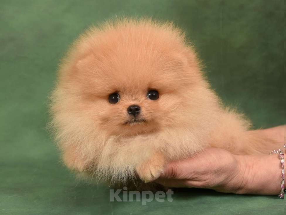 Собаки в Москве: Померанский карликовый шпиц мини мальчик Мальчик, 35 000 руб. - фото 2