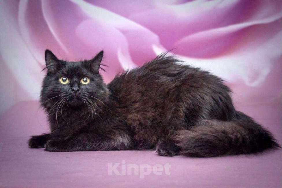 Кошки в Москве: Роскошная пушистая кошка Ночка в добрые руки Девочка, Бесплатно - фото 6