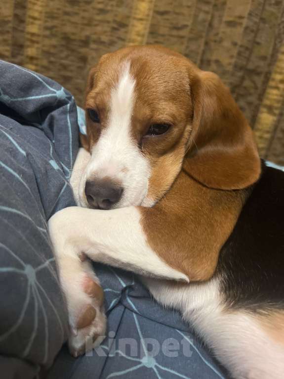 Собаки в Липецке: Продам Девочка, 17 000 руб. - фото 5