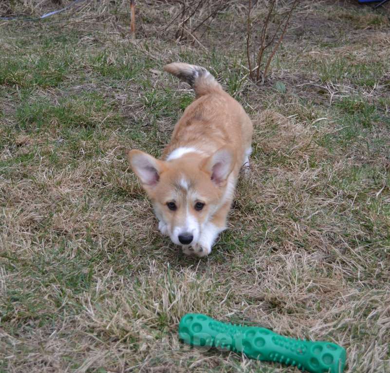 Собаки в Ореховом-Зуево: Коржики Мальчик, 40 000 руб. - фото 3