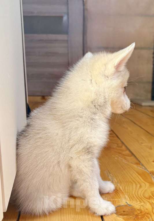 Собаки в Балашихе: Помски F1 кобель мини до 40 см  Мальчик, 65 000 руб. - фото 9