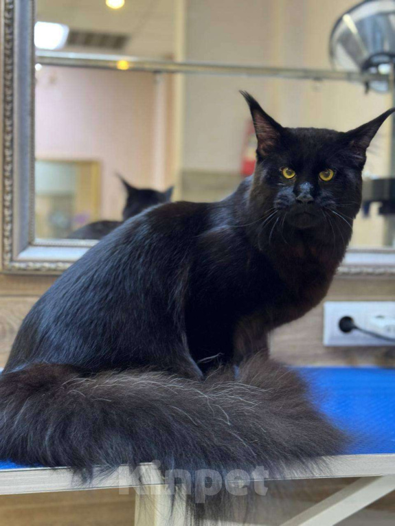 Кошки в Санкт-Петербурге: Вязка Мальчик, Бесплатно - фото 2