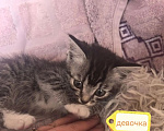 Кошки в Новокузнецке: Отдам котят в добрые руки Разнополые, Бесплатно - фото 2
