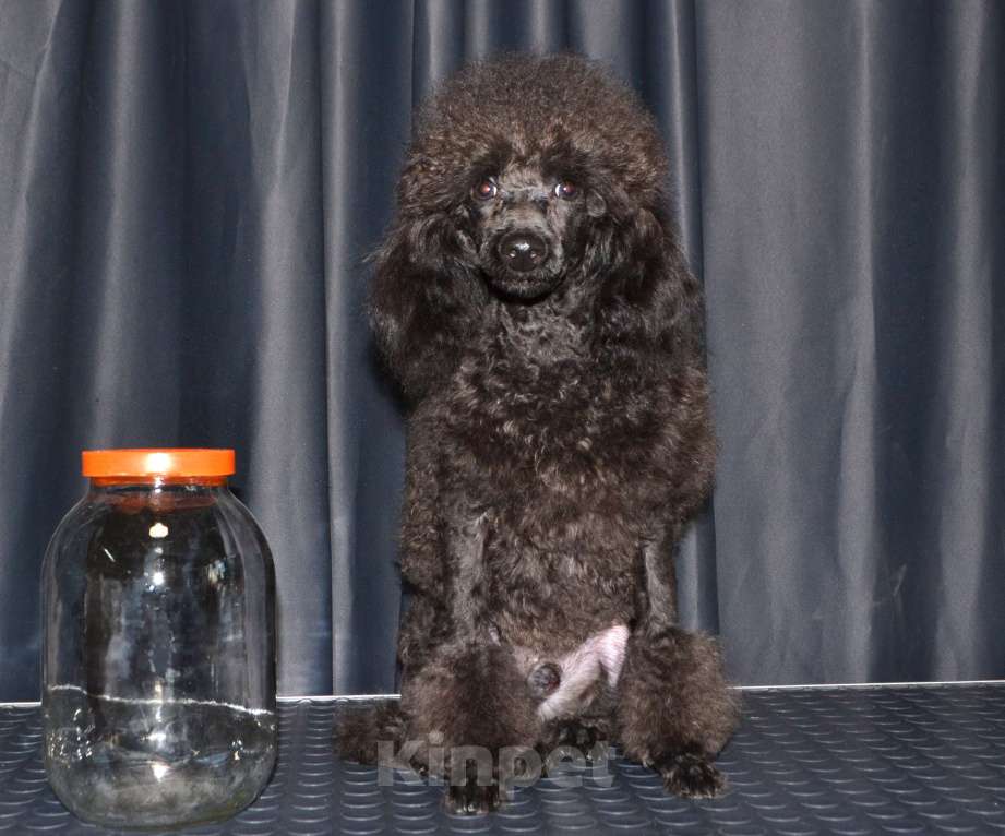 Собаки в Глазове: Ололош и Овечкин, той пудель СКОР Мальчик, 20 000 руб. - фото 6