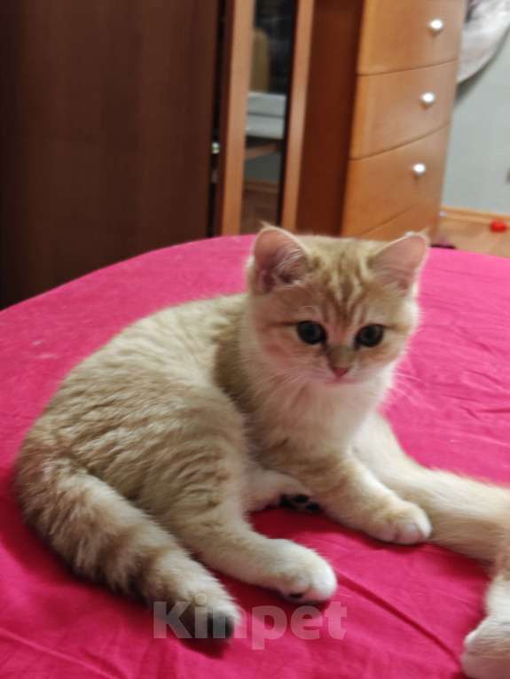 Кошки в Москве: Шотландские золотые котята Девочка, Бесплатно - фото 4