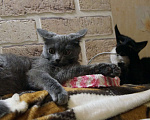 Кошки в Жуковском: Котята (3 мес) ищут дом, Бесплатно - фото 1