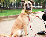 Собаки в Москве: Собака в добрые руки, Бесплатно - фото 4