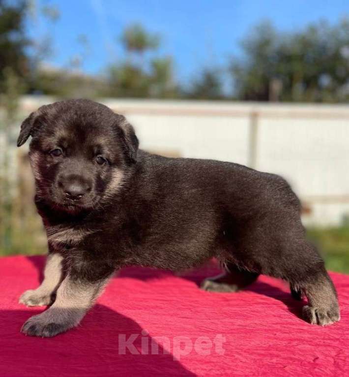 Собаки в других городах Ленинградской области: Сука ВЕО от Гордость Питера Церри Бой х Гроза Девочка, 40 000 руб. - фото 8