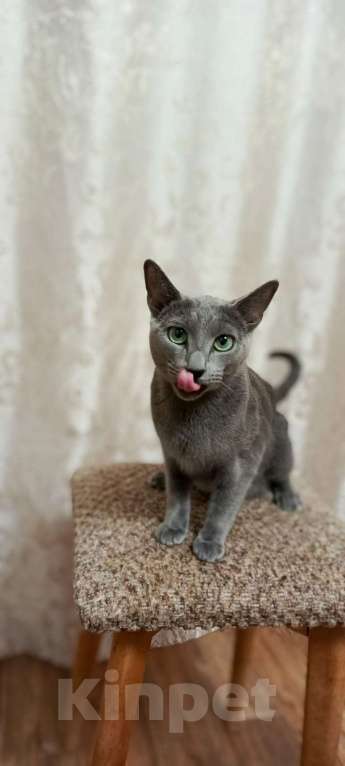 Кошки в Новосибирске: Котята русской голубой кошки Девочка, 50 000 руб. - фото 4