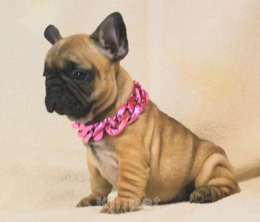 Собаки в Москве: Щенки Французы  Девочка, 130 000 руб. - фото 4