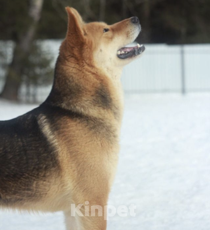 Собаки в Москве: Ника Девочка, Бесплатно - фото 3