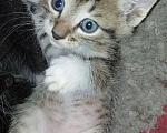 Кошки в Улане-Удэ: Отдам в хорошие руки красивых и умных котят 😻 Разнополые, Бесплатно - фото 6