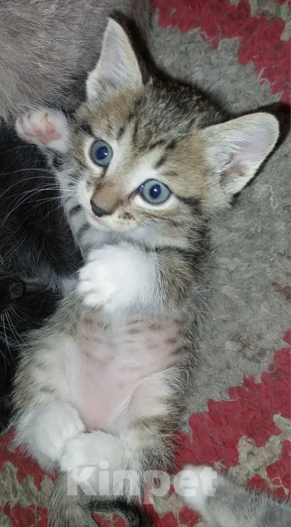 Кошки в Улане-Удэ: Отдам в хорошие руки красивых и умных котят 😻 Разнополые, Бесплатно - фото 6