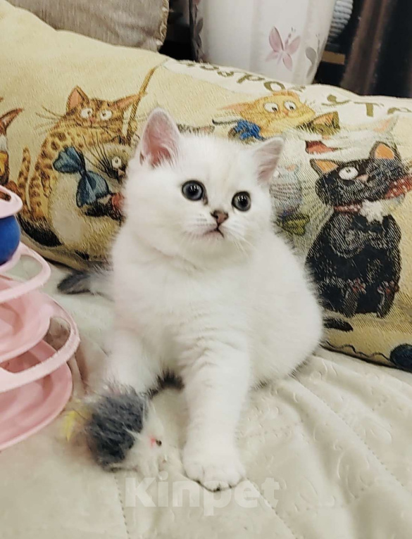 Кошки в Нижнем Новгороде: Синеглазая Девочка, 30 000 руб. - фото 2