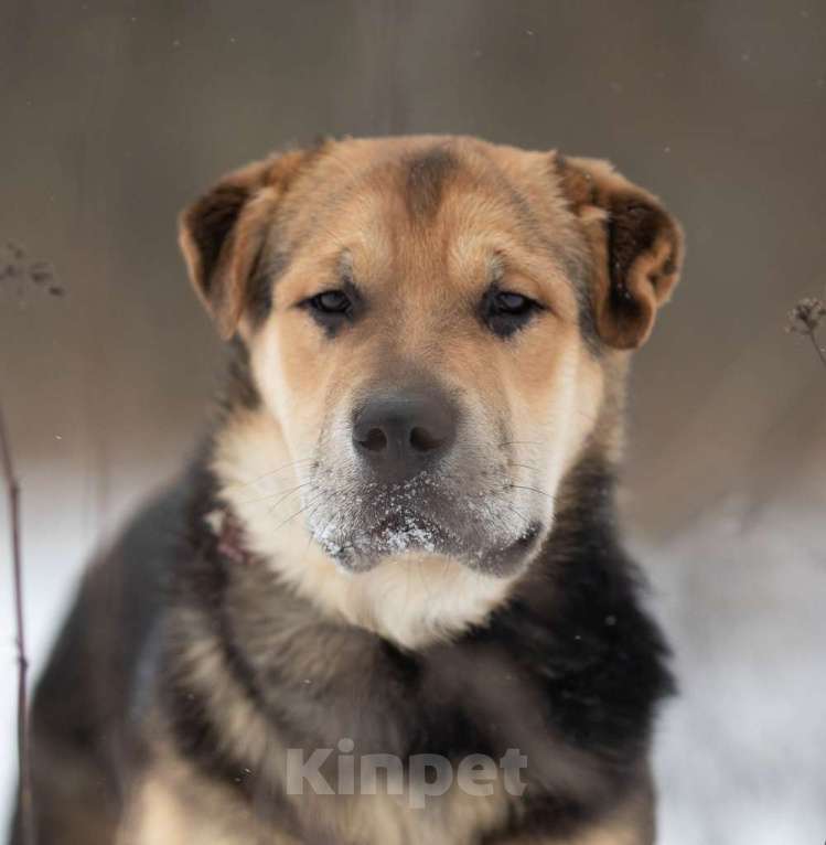 Собаки в Москве: Валли, милый щенок из приюта Мальчик, Бесплатно - фото 1