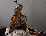 Кошки в Дубне: Кошки подростки: Двое из ларца одинаковых с лица  Девочка, 10 руб. - фото 7