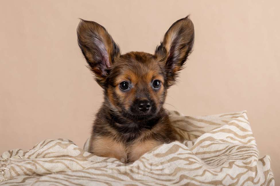 Собаки в Сосновом Бору: Щенок русского тоя длинношерстного Мальчик, Бесплатно - фото 3