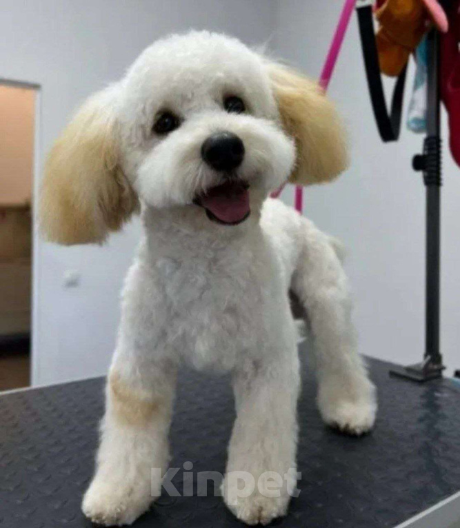 Собаки в Анапе: Щенок мальчик мальтипу/кокер-спаниель Мальчик, 25 000 руб. - фото 6