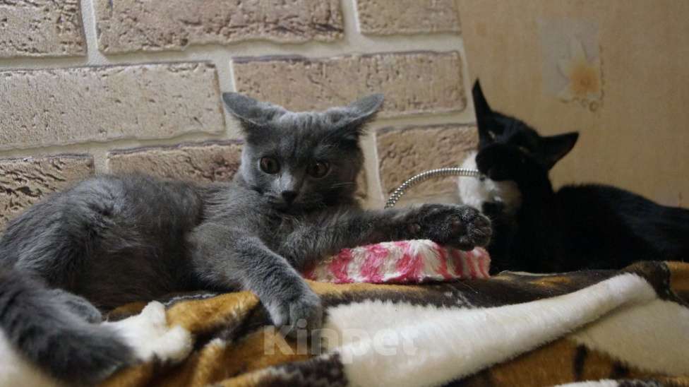 Кошки в Жуковском: Котята (3 мес) ищут дом, Бесплатно - фото 1