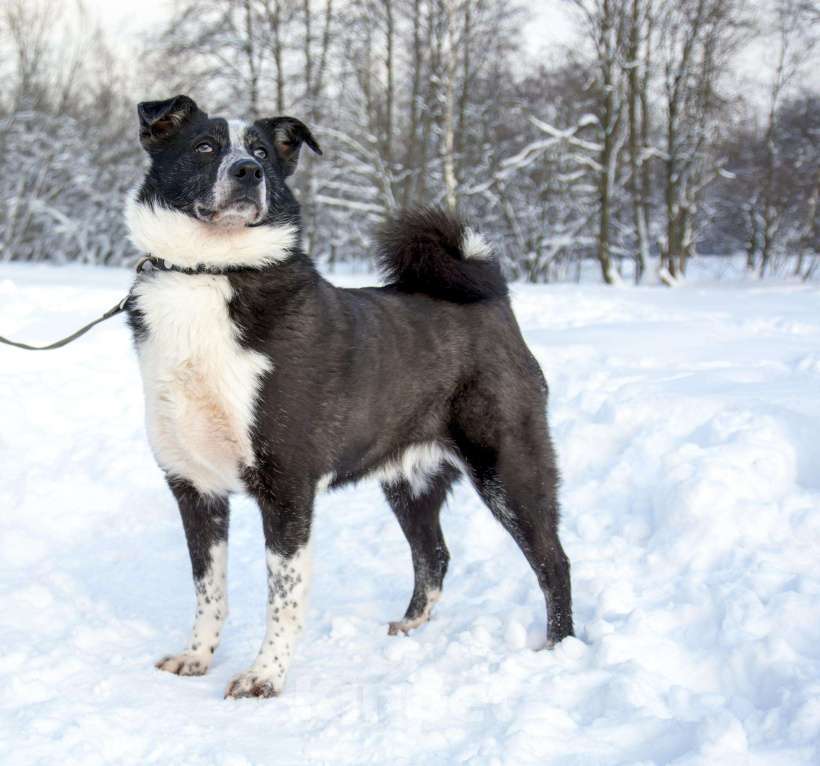 Собаки в Санкт-Петербурге: Прекрасный пёс в поисках семьи, Бесплатно - фото 1