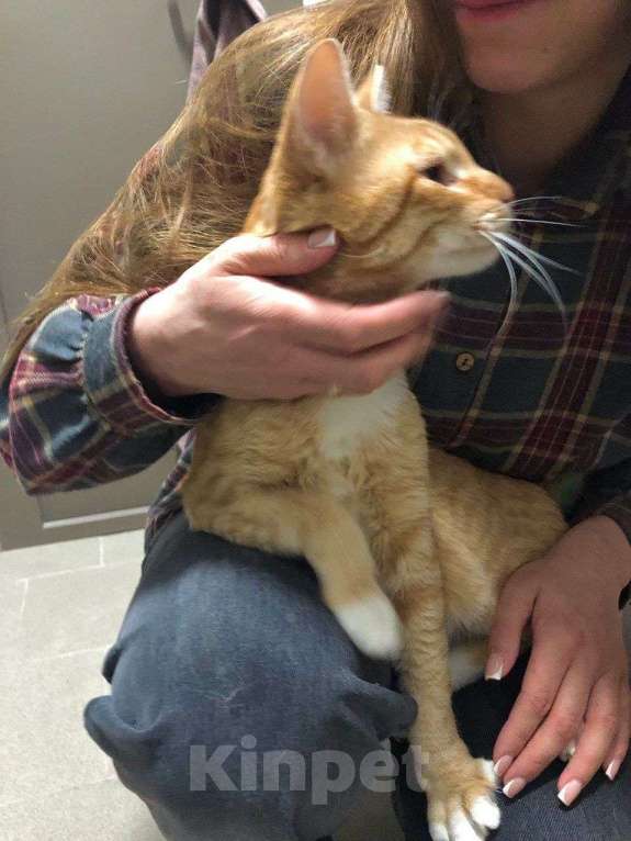 Кошки в Москве: Ласковый кот Федя в дар Мальчик, Бесплатно - фото 4