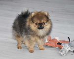 Собаки в Москве: Померанский шпиц, мини девочка Девочка, 25 000 руб. - фото 4