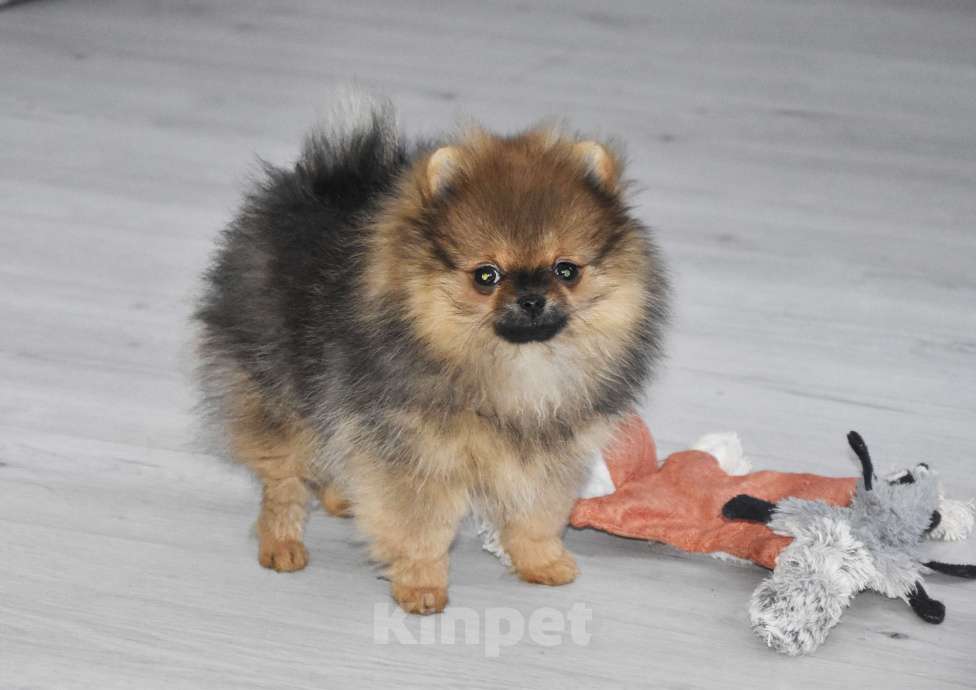 Собаки в Москве: Померанский шпиц, мини девочка Девочка, 25 000 руб. - фото 4