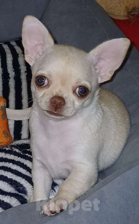 Собаки в Санкт-Петербурге: Классная девченка Девочка, 30 000 руб. - фото 1