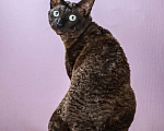 Кошки в Москве:  Кудрявый красавец Мальчик, 5 000 руб. - фото 1