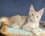 Кошки в Санкт-Петербурге: Мальчик Джемесон  Мальчик, 70 000 руб. - фото 2