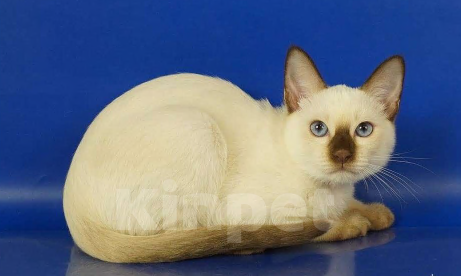 Кошки в Москве: Lika Gamlet Девочка, 60 000 руб. - фото 4