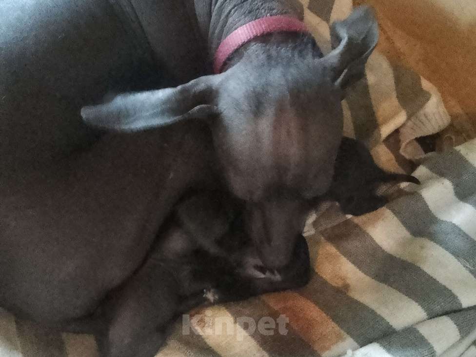 Собаки в Москве: Щенки мексиканка хохлатая лысая только родила ищем хозяев через месяц верные умные  Мальчик, 40 000 руб. - фото 3