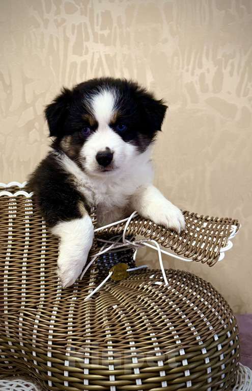 Собаки в других городах Ленинградской области: Щенок миниатюрной американской овчарки Мальчик, Бесплатно - фото 6