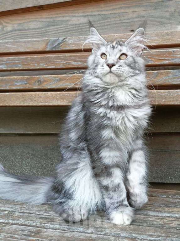 Кошки в Москве: Котенок породы мейн-кун  Девочка, 70 000 руб. - фото 2