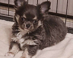 Собаки в Москве: Чихуахуа мальчик щенок Мальчик, 40 000 руб. - фото 3