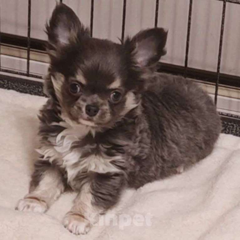 Собаки в Москве: Чихуахуа мальчик щенок Мальчик, 40 000 руб. - фото 3