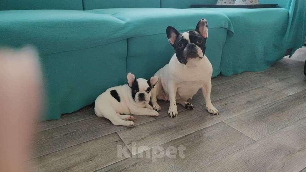 Собаки в Минеральном Воде: Французский бульдог Мальчик, Бесплатно - фото 6
