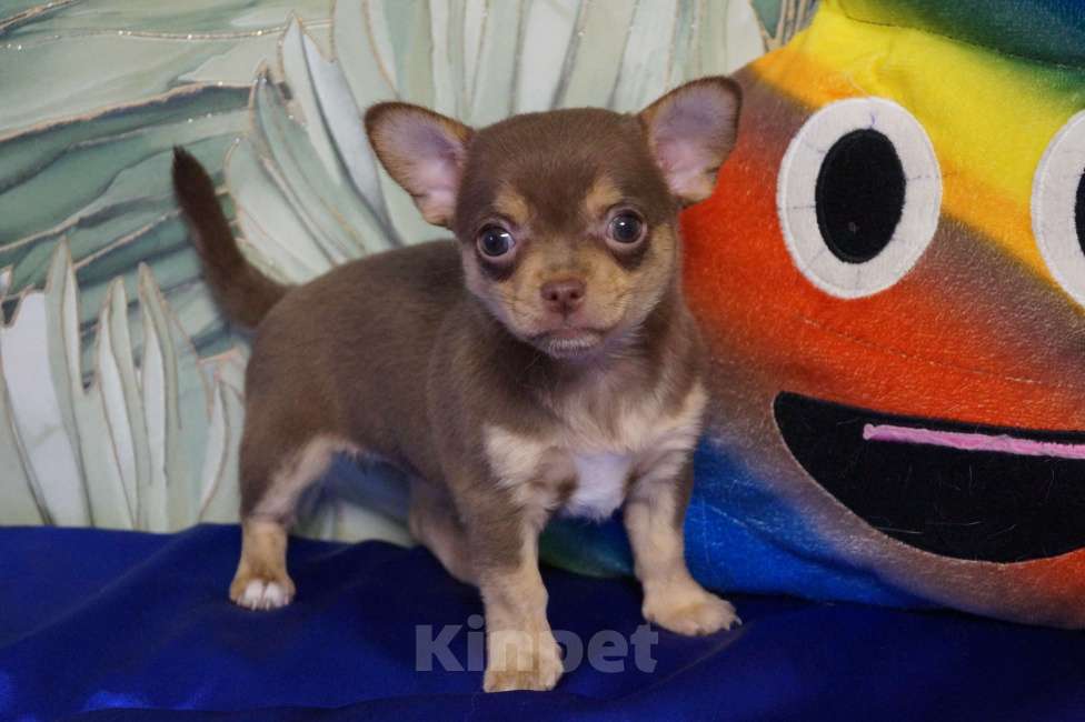 Собаки в Москве: Щенок чихуахуа- девочка Девочка, 35 000 руб. - фото 1