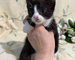 Кошки в Сосновом Бору: Котенок Кроха Девочка, Бесплатно - фото 5
