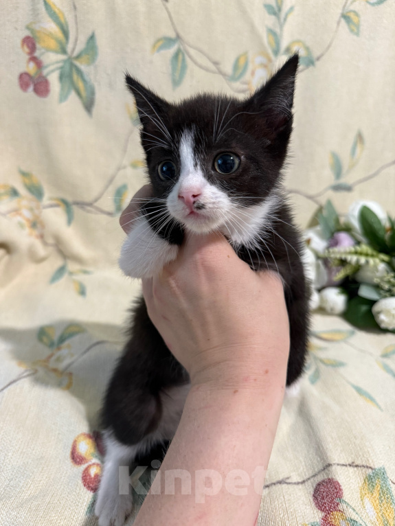 Кошки в Сосновом Бору: Котенок Кроха Девочка, Бесплатно - фото 5