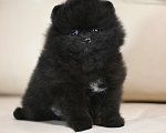 Собаки в Санкт-Петербурге: Шпиц мальчик чёрный Мальчик, 40 000 руб. - фото 1