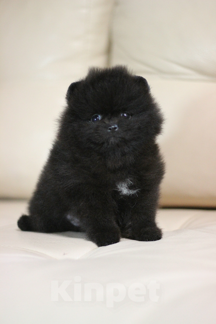 Собаки в Санкт-Петербурге: Шпиц мальчик чёрный Мальчик, 40 000 руб. - фото 1