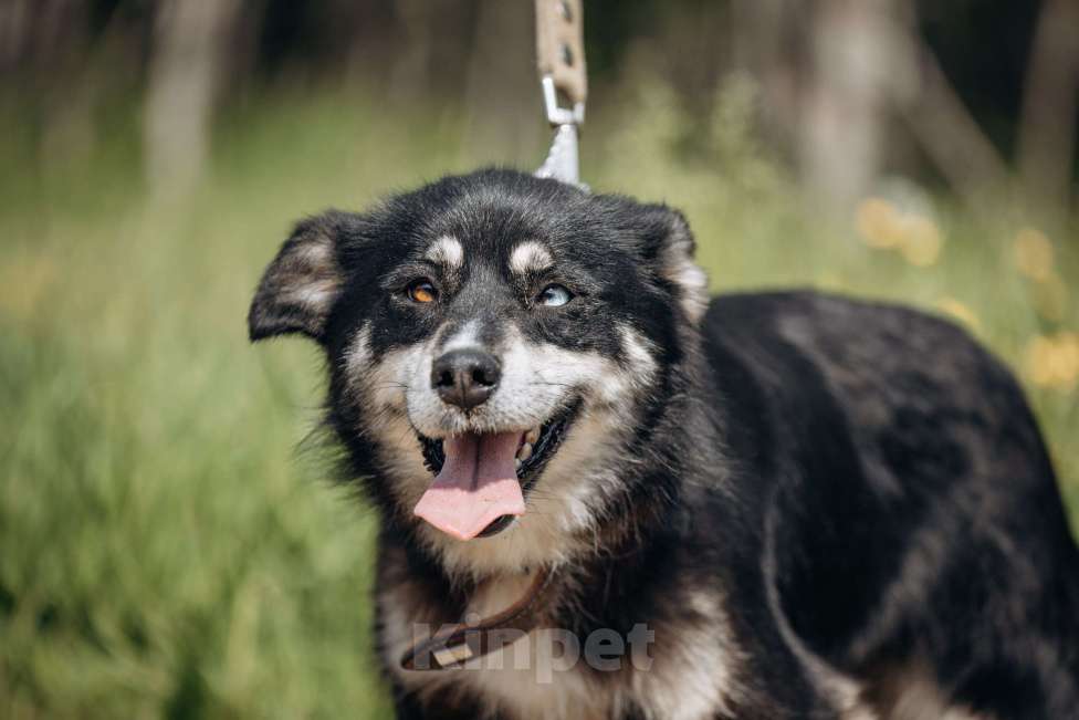 Собаки в Москве: маленькая собачка в добрые руки! Девочка, Бесплатно - фото 8