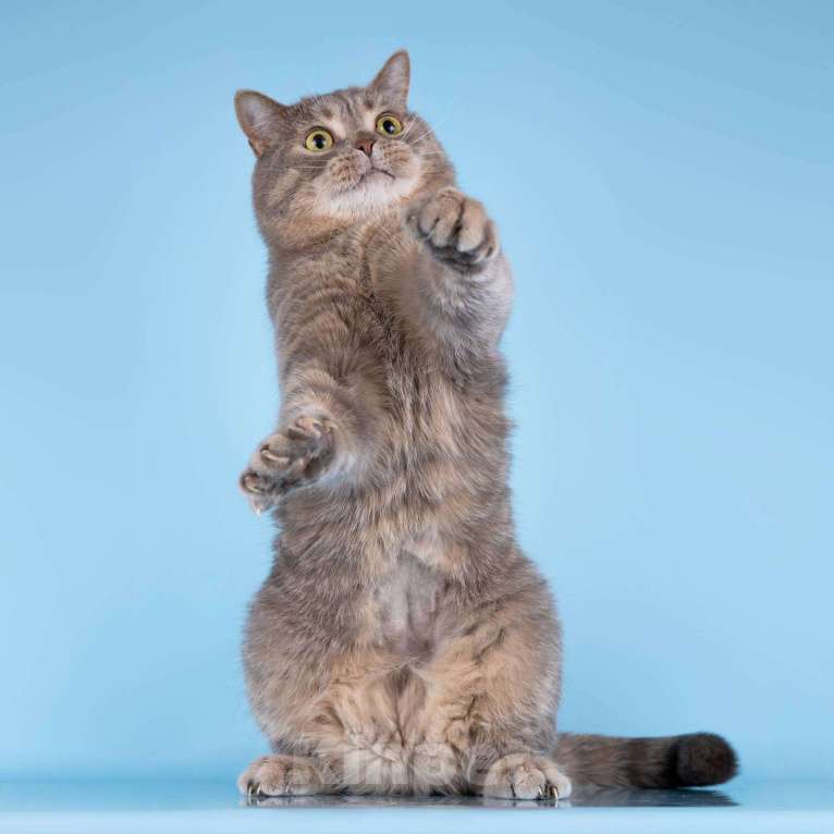 Кошки в Москве: Нежный ласковый котик Митенька в добрые руки Мальчик, Бесплатно - фото 9