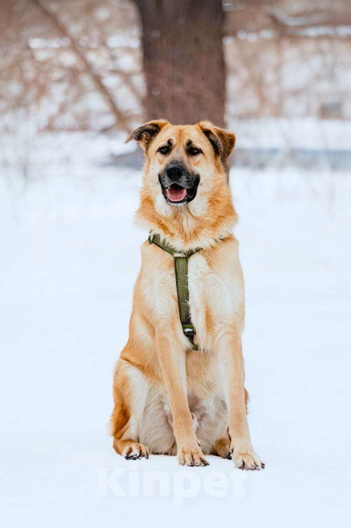 Собаки в Москве: Собака бесплатно Москва Мальчик, Бесплатно - фото 4