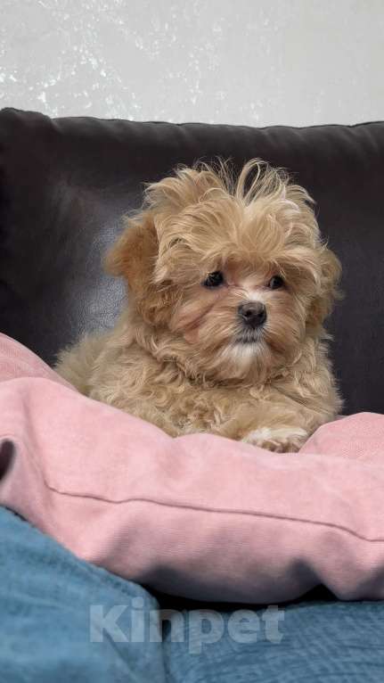 Собаки в Москве: Мальтипу f1 девочка Малинка  Девочка, 230 000 руб. - фото 1