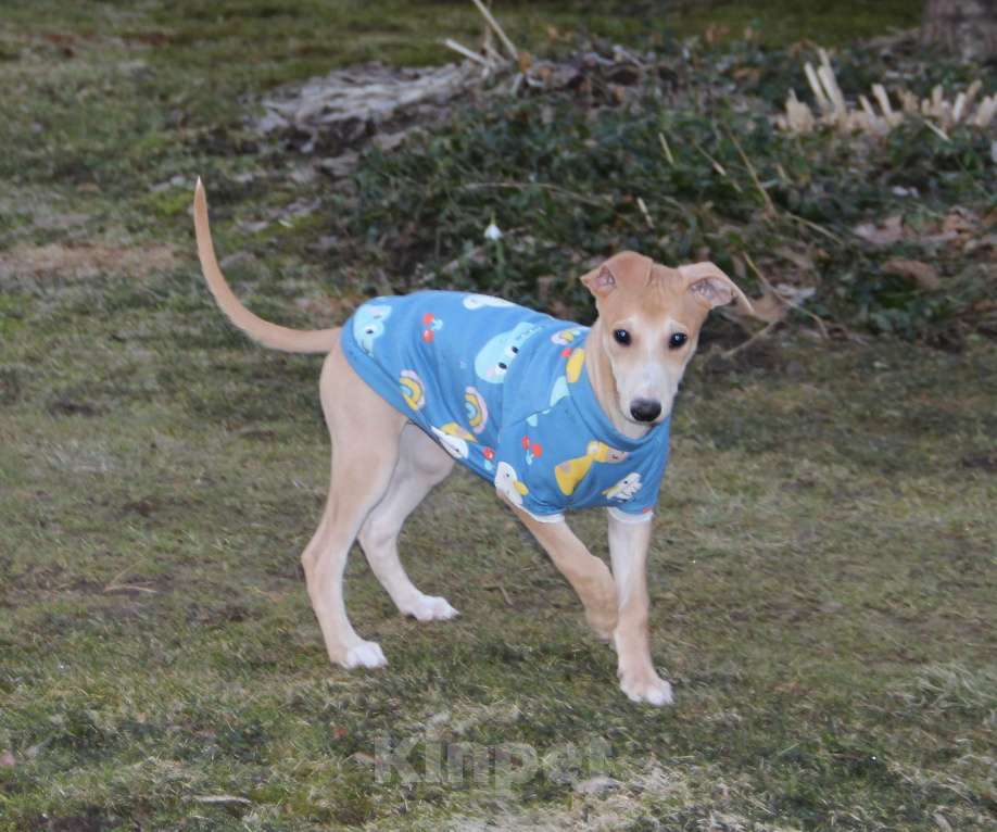 Собаки в Москве: Щенок уиппета от спортивной пары чемпионов Мальчик, 100 000 руб. - фото 4