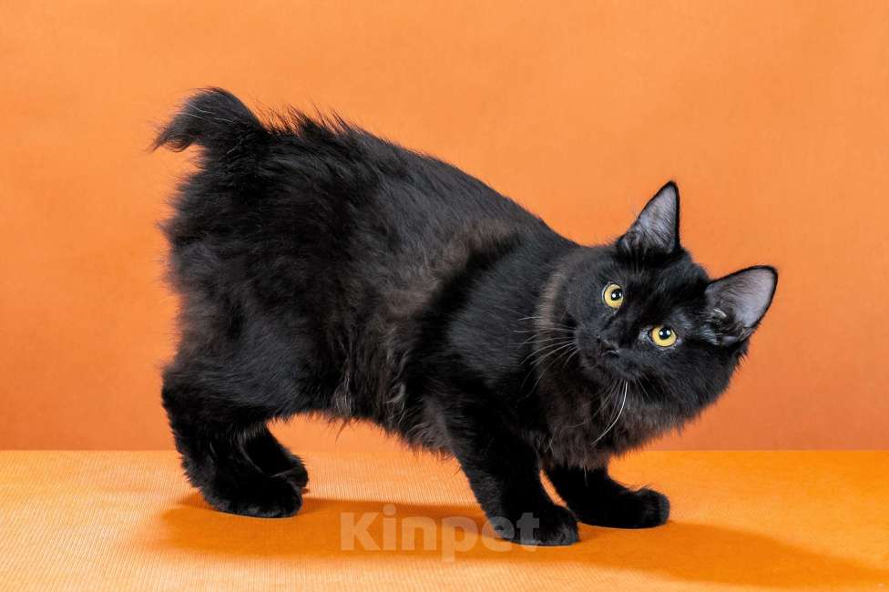 Кошки в Омске: кошечка курильского бобтейла Девочка, 30 000 руб. - фото 4