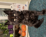 Кошки в Петергофе: Котенок Мейн Кун черный солид Мальчик, 30 000 руб. - фото 7