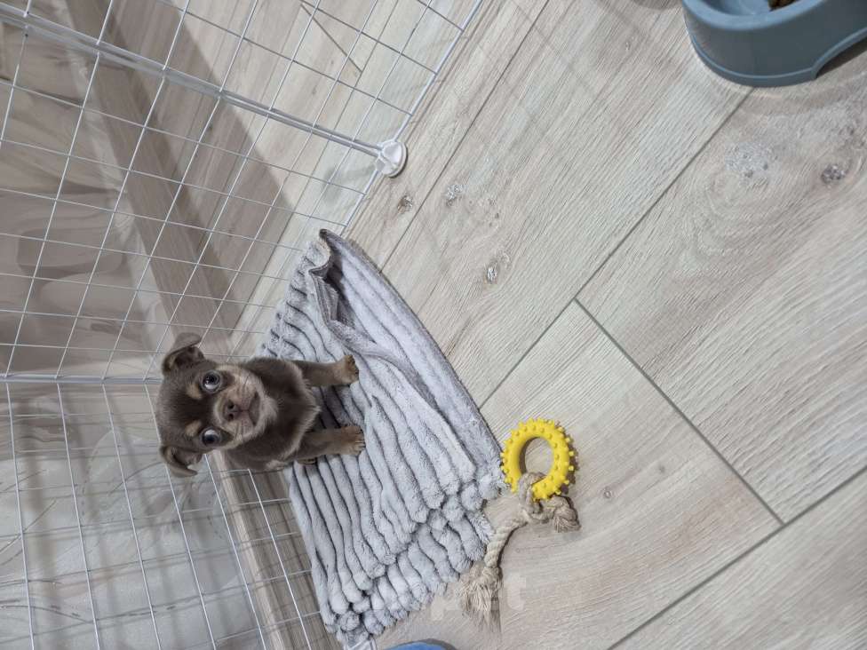 Собаки в Кашире: Продам собаку Девочка, 115 000 руб. - фото 1